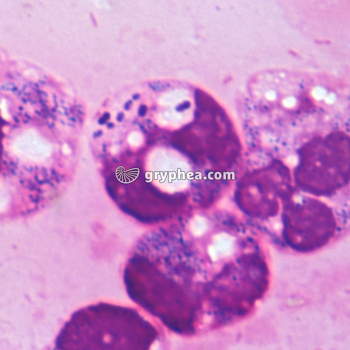 Phagocytose x1000 - gryphea.org